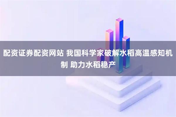 配资证券配资网站 我国科学家破解水稻高温感知机制 助力水稻稳产