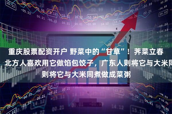 重庆股票配资开户 野菜中的“甘草”！荠菜立春开始采挖了，北方人喜欢用它做馅包饺子，广东人则将它与大米同煮做成菜粥